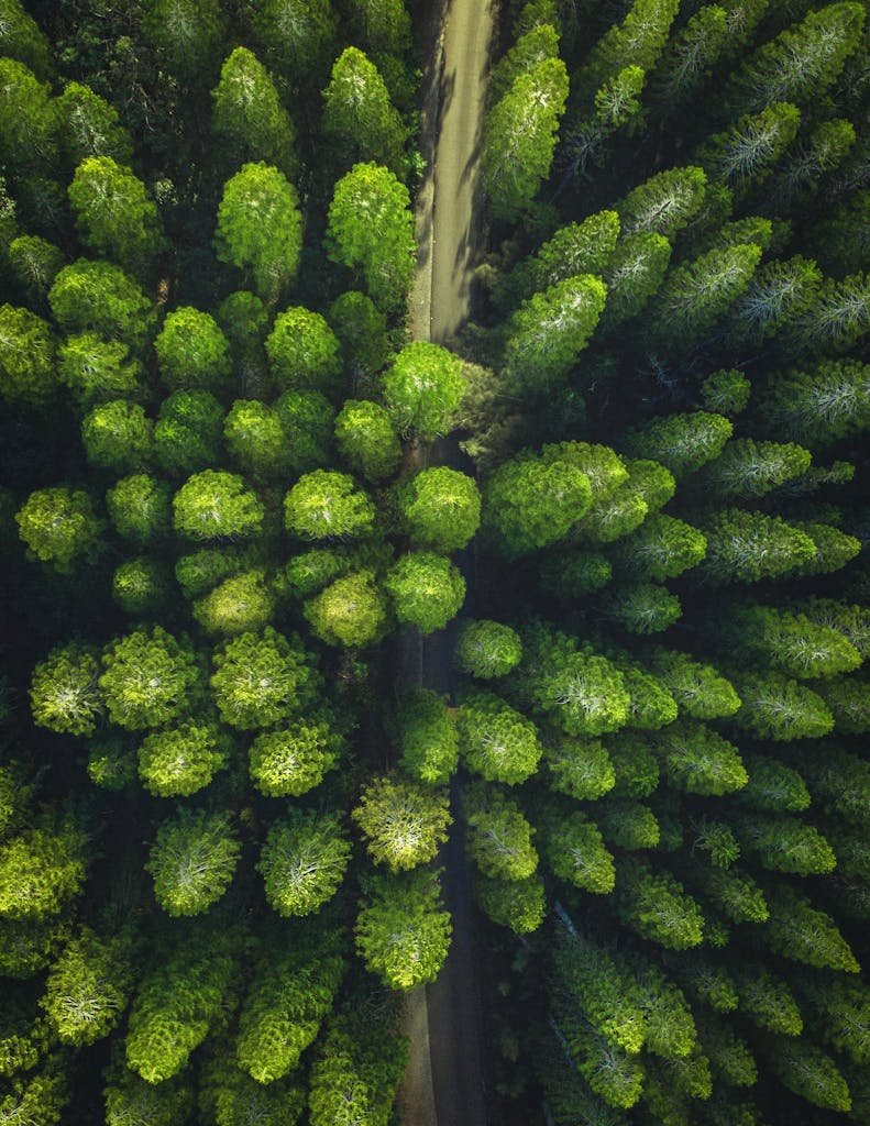 Trees during Day